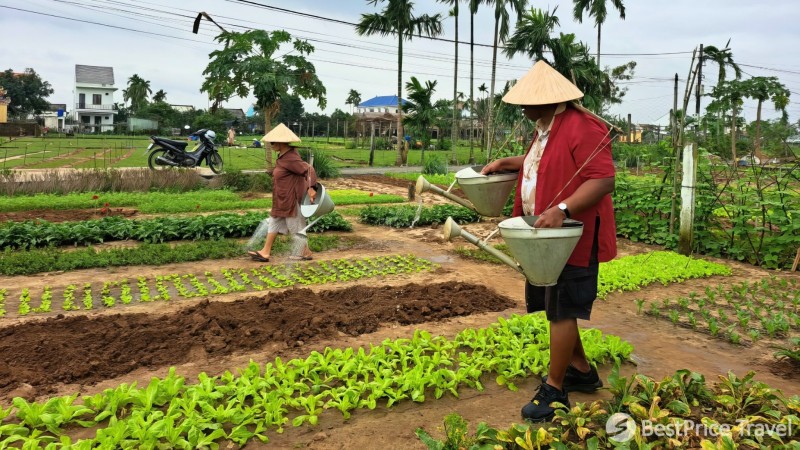 Day 2 Experience Rural Life By Participating In Local Farming Activities At Tra Que Village