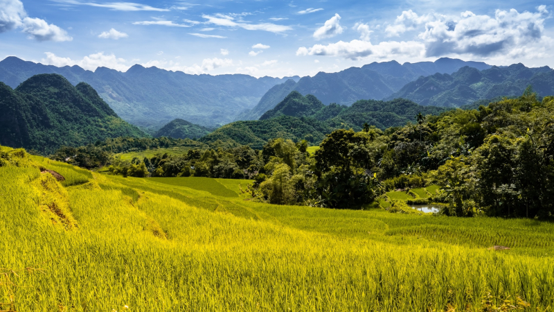 Day 2 Golden Ricefield In Mai Chau Valley